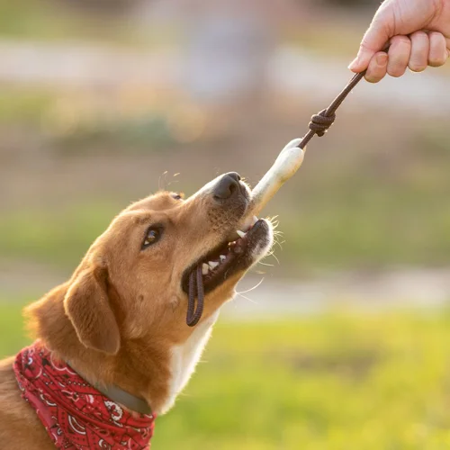 Gioco da Masticare per Animali domestici con osso in resistente TPR sicuro e innocuo
