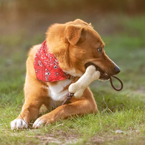 Gioco da Masticare per Animali domestici con osso in resistente TPR sicuro e innocuo