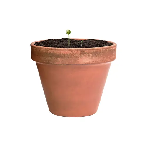 Sfera piantumabile con semi di fiori selvatici in un involucro di carta riciclata