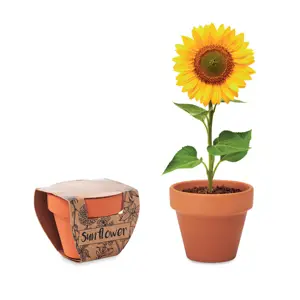 Vaso e semi di girasole