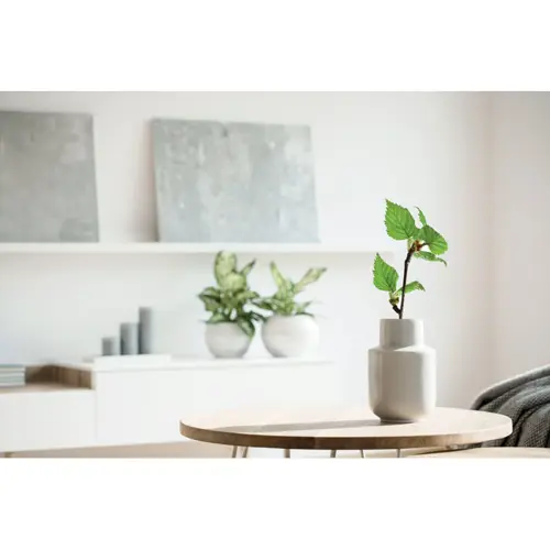 Block note A5 a spirale con copertina rigida in betulla pagine a righe e semi trapiantabili di betulla con confezione regalo