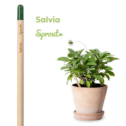Matita Sprout in Legno Sostenibile Piantabile con Semi con Stampa Inclusa