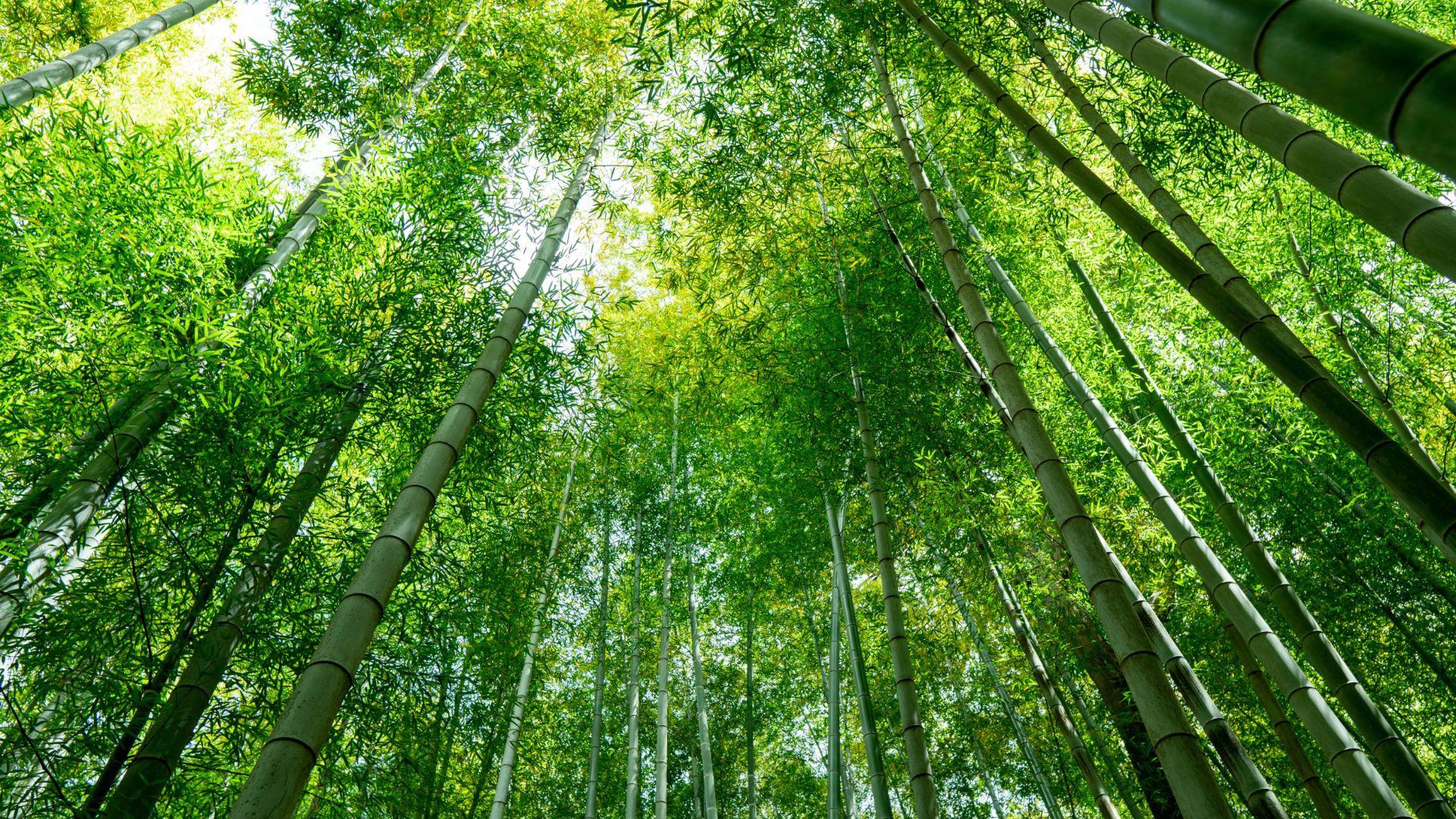5 motivi per scegliere gadget aziendali in bambù: sostenibilità e stile per la tua impresa